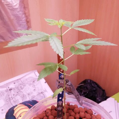Génétique inconnue growlog timeline photo
