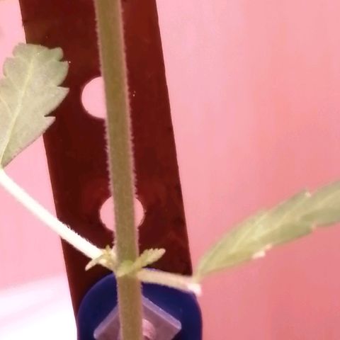 Génétique inconnue growlog timeline photo