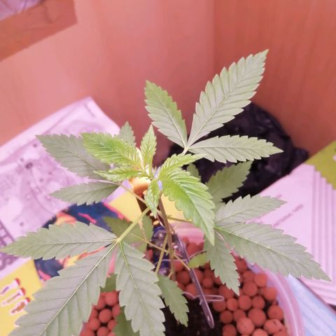 Génétique inconnue growlog timeline photo