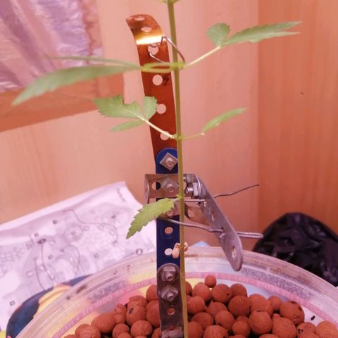 Génétique inconnue growlog timeline photo