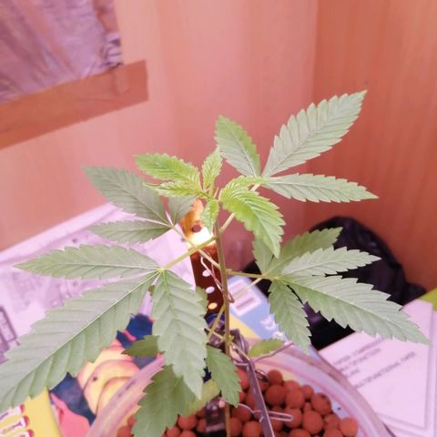 Génétique inconnue growlog timeline photo