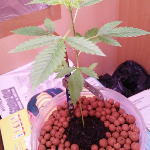 Génétique inconnue growlog timeline photo