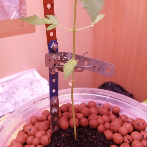 Génétique inconnue growlog timeline photo