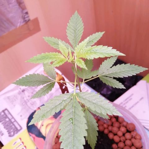 Génétique inconnue growlog timeline photo