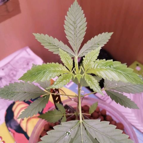 Génétique inconnue growlog timeline photo