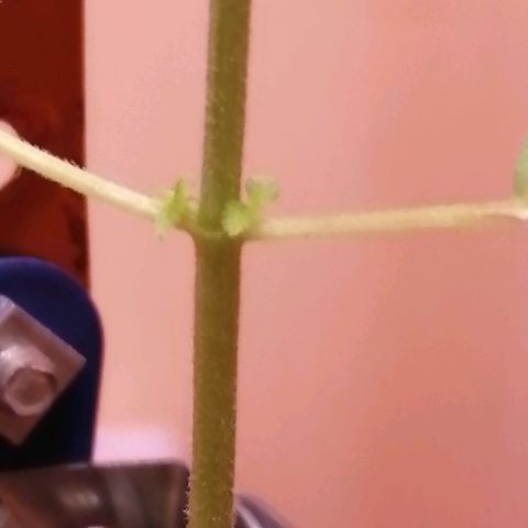 Génétique inconnue growlog timeline photo