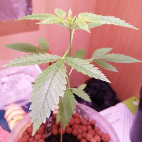 Génétique inconnue growlog timeline photo