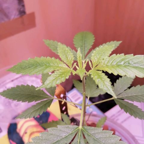 Génétique inconnue growlog timeline photo
