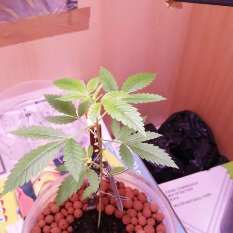 Génétique inconnue growlog timeline photo