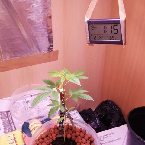 Génétique inconnue growlog timeline photo