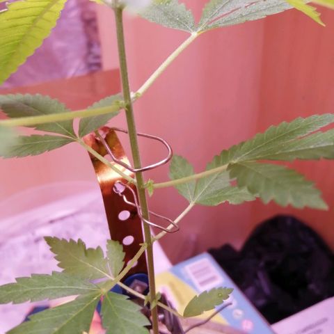 Génétique inconnue growlog timeline photo