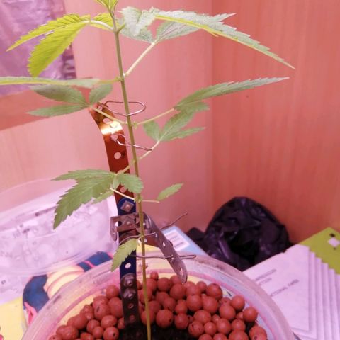 Génétique inconnue growlog timeline photo