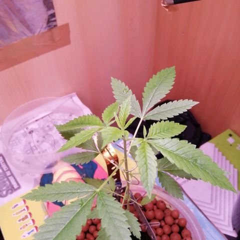 Génétique inconnue growlog timeline photo