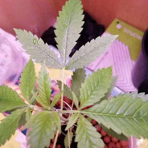 Génétique inconnue growlog timeline photo