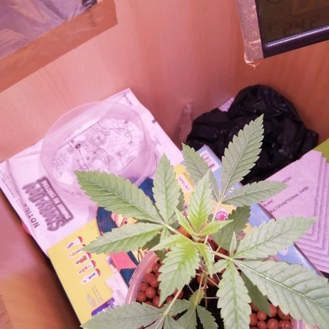 Génétique inconnue growlog timeline photo