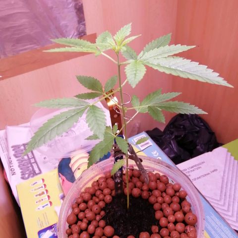 Génétique inconnue growlog timeline photo
