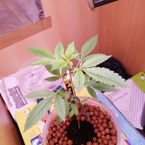 Génétique inconnue growlog timeline photo