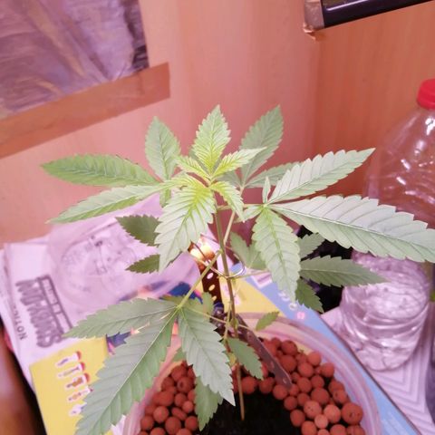 Génétique inconnue growlog timeline photo