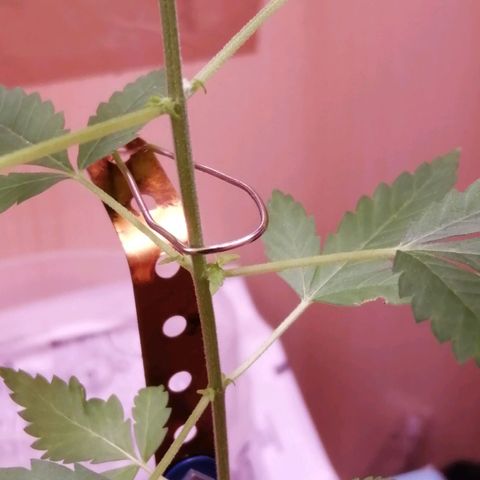 Génétique inconnue growlog timeline photo
