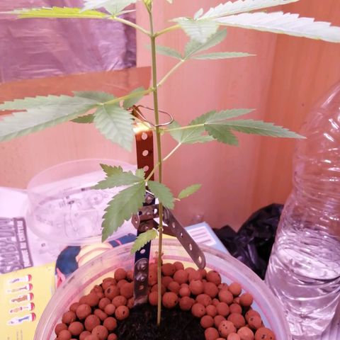 Génétique inconnue growlog timeline photo