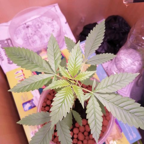 Génétique inconnue growlog timeline photo