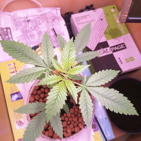 Génétique inconnue growlog timeline photo