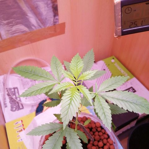 Génétique inconnue growlog timeline photo