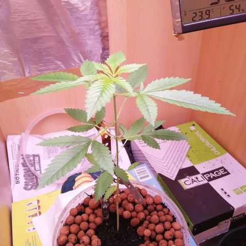 Génétique inconnue growlog timeline photo