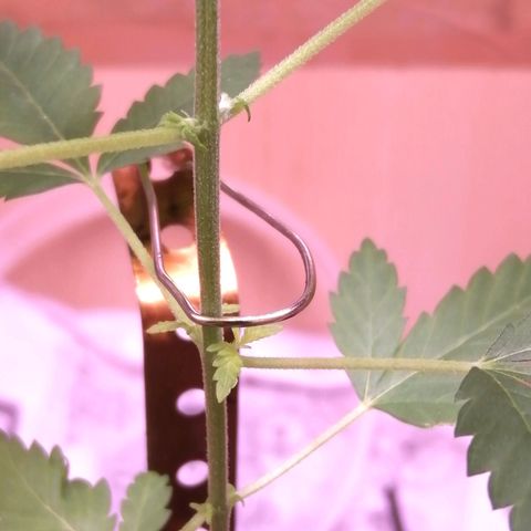 Génétique inconnue growlog timeline photo