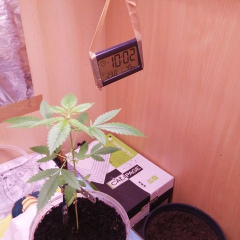 Génétique inconnue growlog timeline photo