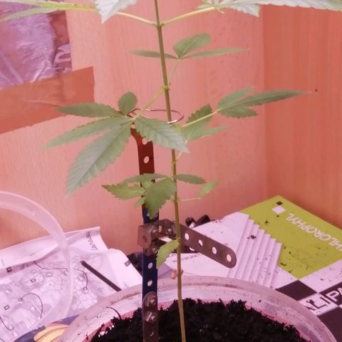Génétique inconnue growlog timeline photo