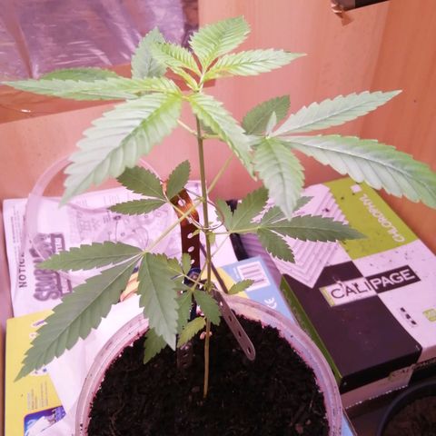 Génétique inconnue growlog timeline photo
