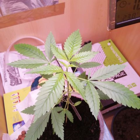 Génétique inconnue growlog timeline photo