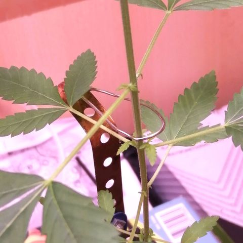Génétique inconnue growlog timeline photo