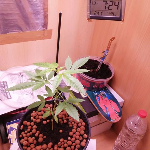 Génétique inconnue growlog photo: Rempotage 