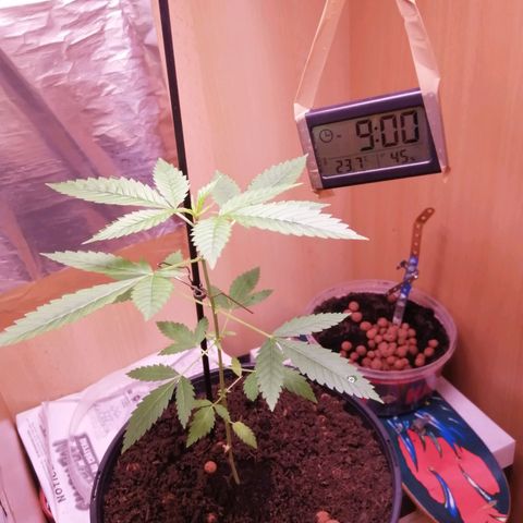 Génétique inconnue growlog timeline photo