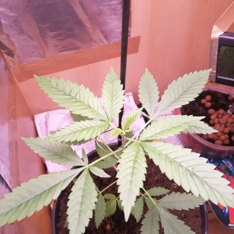 Génétique inconnue growlog timeline photo