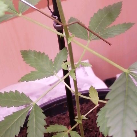 Génétique inconnue growlog timeline photo
