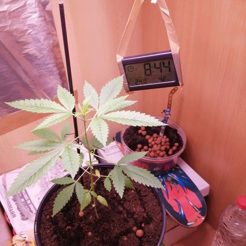 Génétique inconnue growlog timeline photo