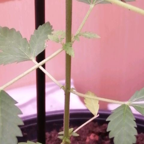Génétique inconnue growlog timeline photo