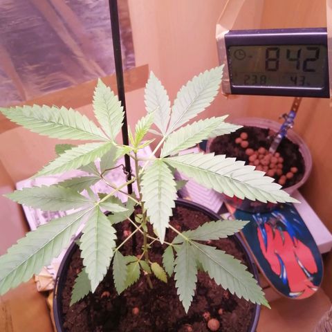 Génétique inconnue growlog timeline photo