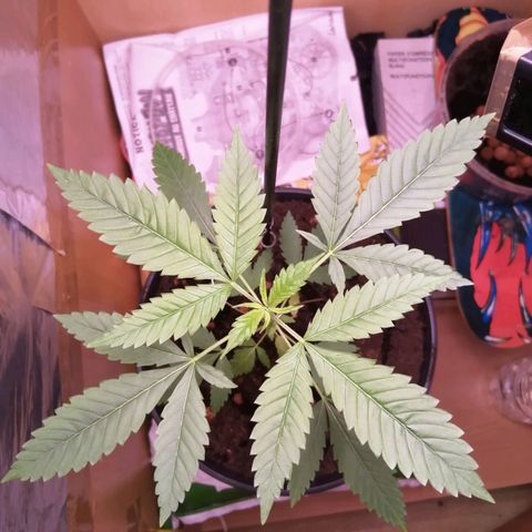 Génétique inconnue growlog timeline photo