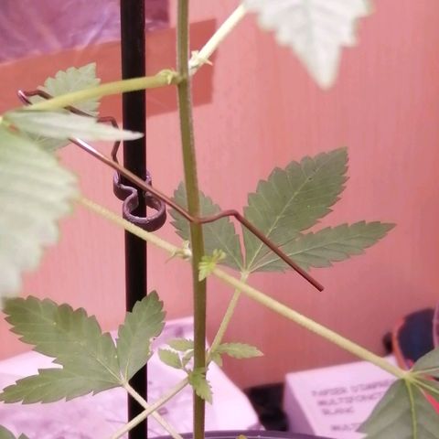 Génétique inconnue growlog timeline photo