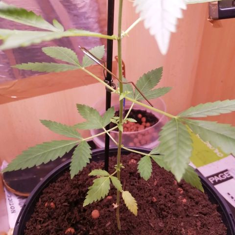 Génétique inconnue growlog timeline photo