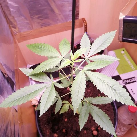 Génétique inconnue growlog timeline photo