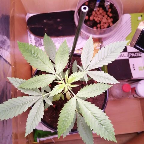 Génétique inconnue growlog timeline photo