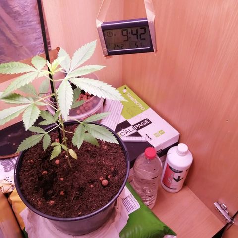 Génétique inconnue growlog timeline photo