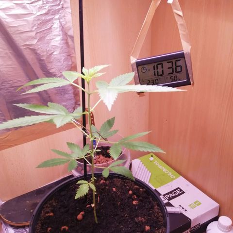 Génétique inconnue growlog timeline photo