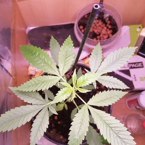 Génétique inconnue growlog timeline photo