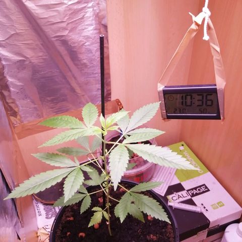 Génétique inconnue growlog timeline photo